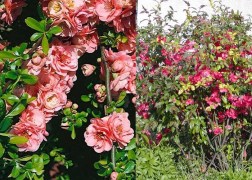 Chaenomeles superba Pink Trail / Japánbirs rózsaszín virágú